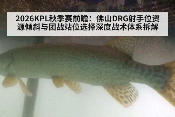 2026KPL秋季赛前瞻:佛山DRG射手位资源倾斜与团战站位选择深度战术体系拆解
